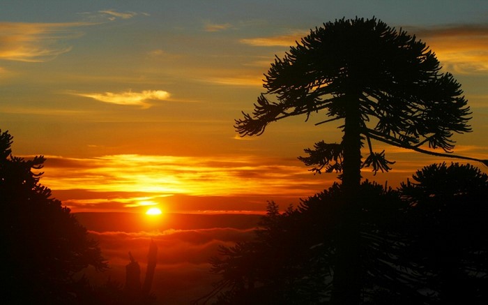 Sunset over clouds with silhouette of Araucaria trees