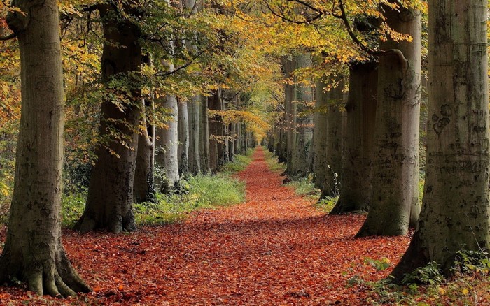 Autumn forest path covered in red leaves