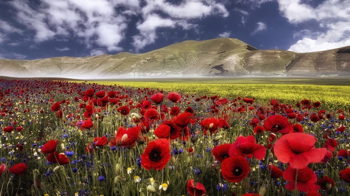 Field of red poppies and yellow flowers with mountains