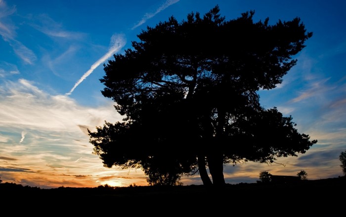 Silhouette of a large tree against a sunset sky