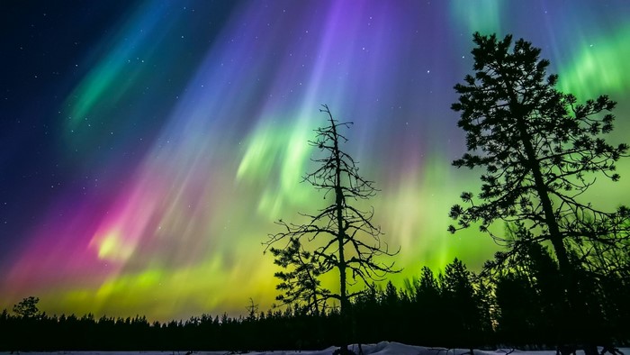 Aurora Borealis over a winter forest in Finland