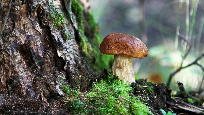 Mushroom growing on mossy tree trunk in forest