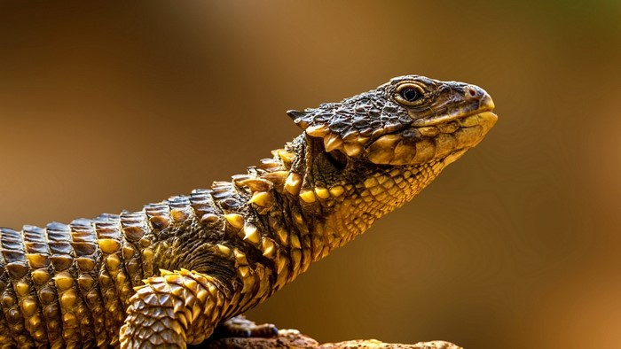 Close up of a spiny lizard with textured scales
