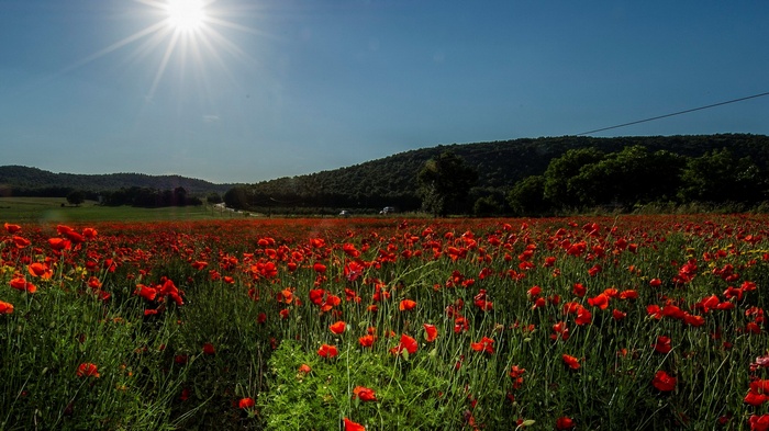 Field of red poppies under a bright sun