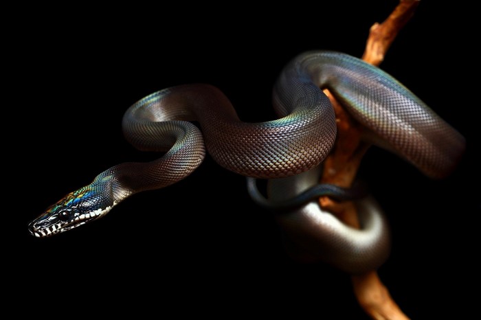 A python with iridescent scales on a branch