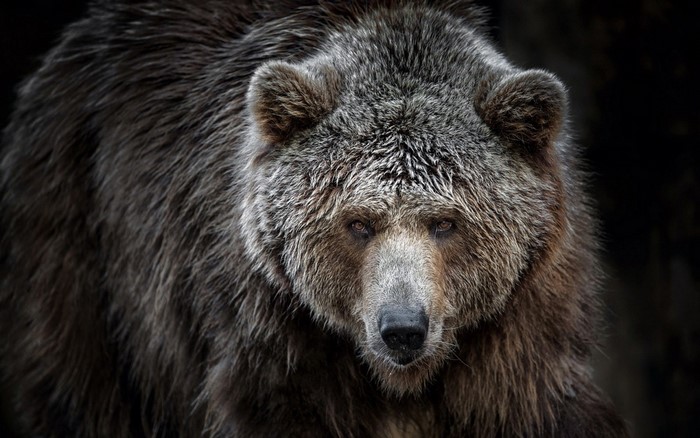 Close-up of a brown bear's face