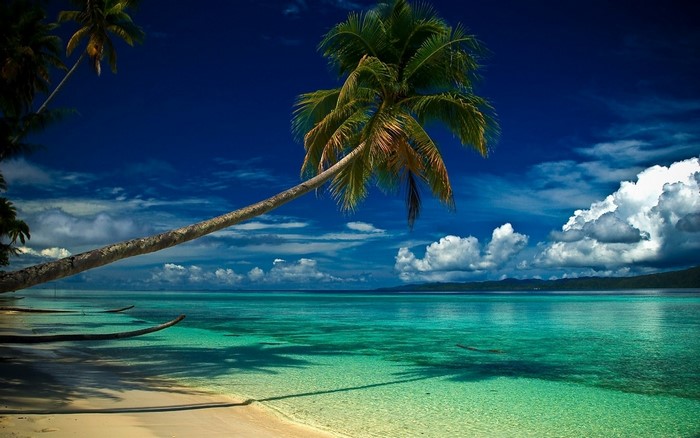 Tropical Beach with Leaning Palm Tree and Turquoise Lagoon