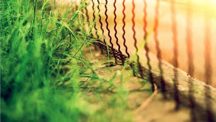 Green grass and a wavy fence in sunlight