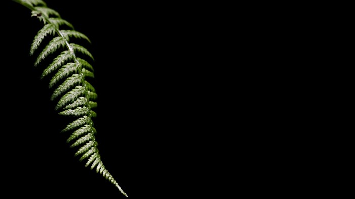 Green fern frond against a black background