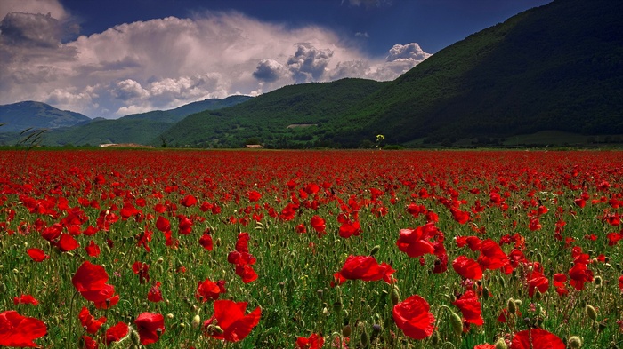 Field of red poppies with green hills and cloudy sky