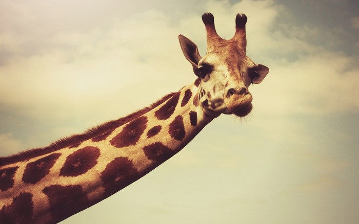 Close up of a giraffe's head and neck