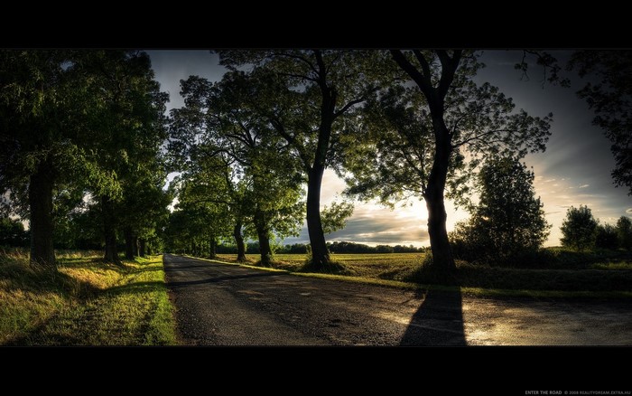 Road lined with trees at sunset