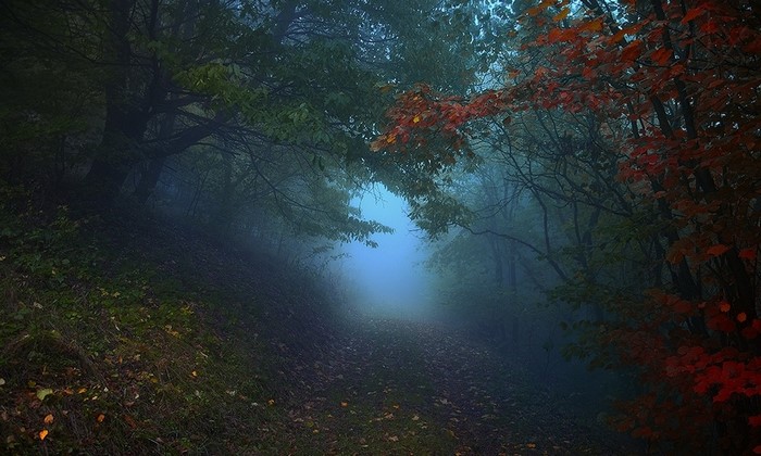 Misty forest path in autumn with colorful leaves