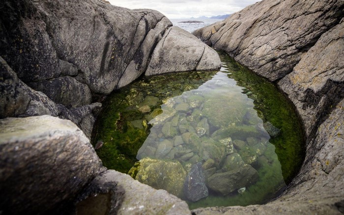 Tide pool with rocks and green algae