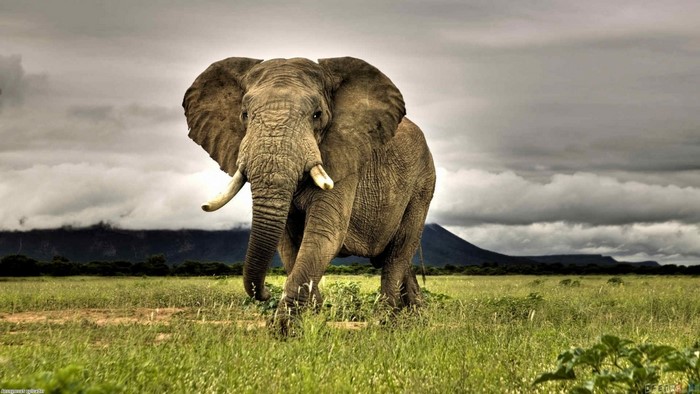 African elephant walking in a grassy field under an overcast sky