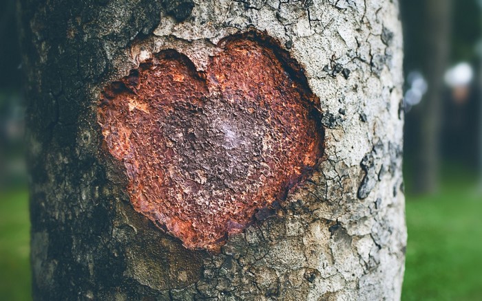 Close-up of a tree trunk with a heart-shaped mark
