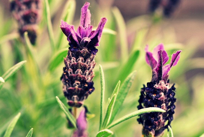 Close-up of purple lavender flowers with green leaves