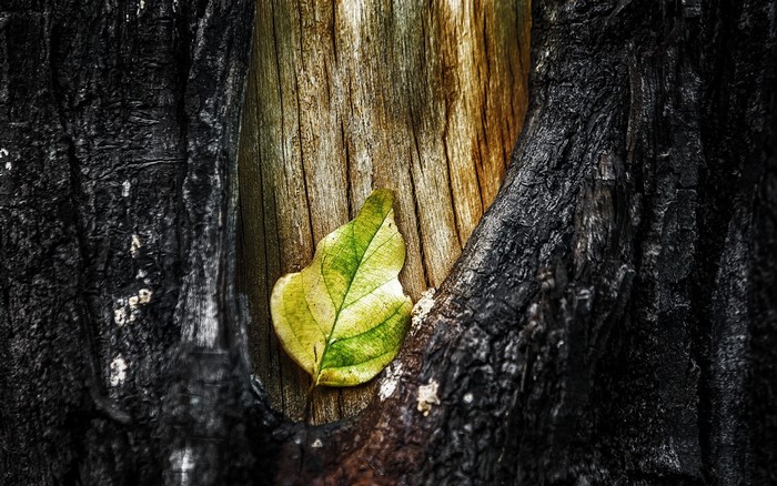 Close-up of a single green leaf on a burnt tree trunk