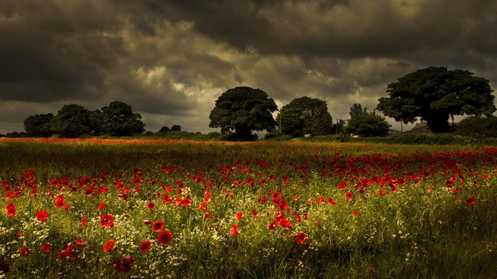 Field of poppies under stormy skies