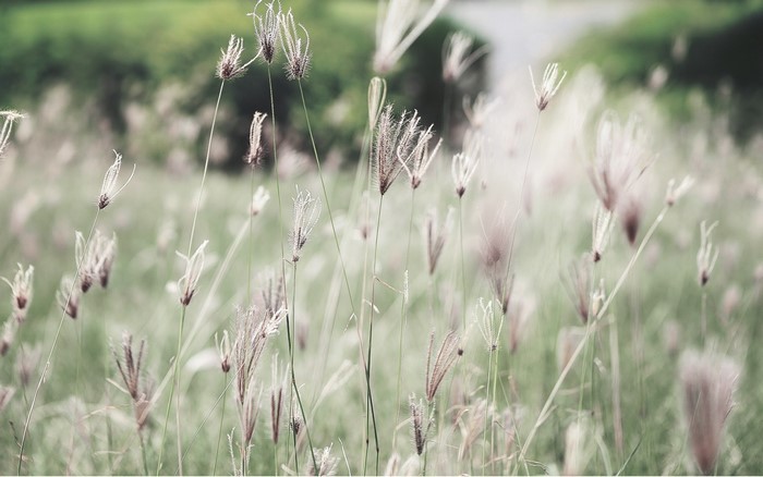 Field of tall grass with shallow depth of field