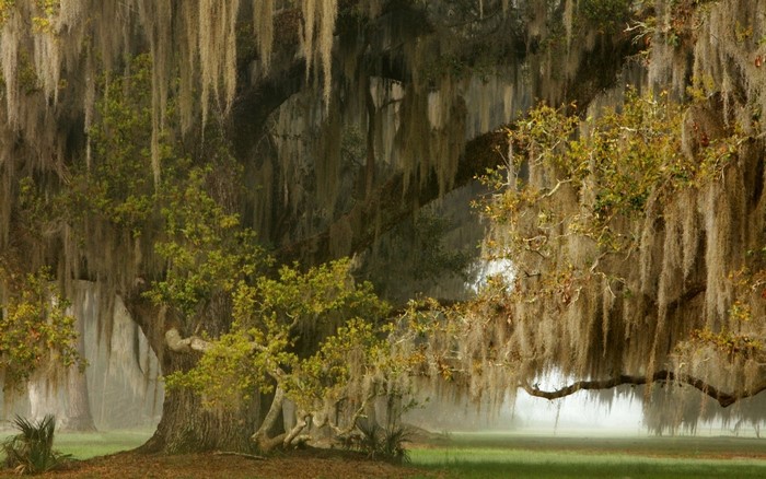 Misty landscape with ancient oak trees draped in Spanish moss