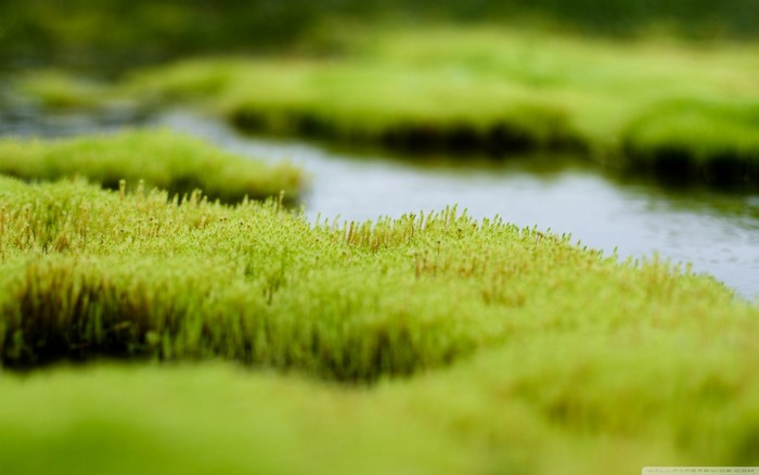 Close-up of mossy wetland with shallow water