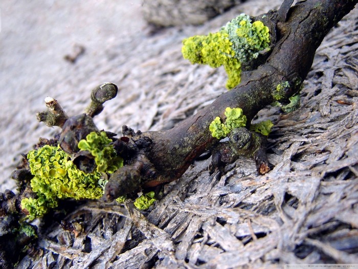 Macro shot of lichen on a tree branch