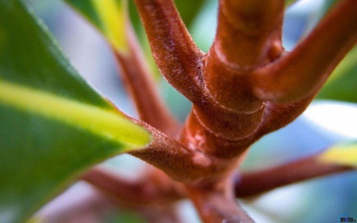 Macro shot of a fuzzy plant stem and leaves