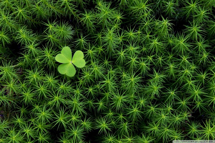 Close-up of a clover leaf on green moss