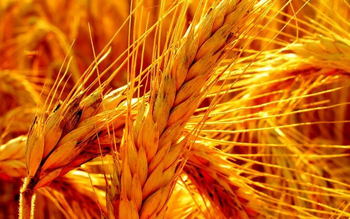Close-up of ripe wheat ears in sunlight