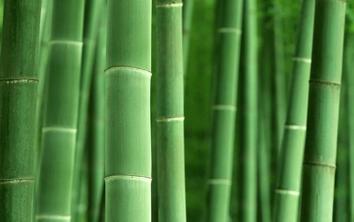 Green bamboo stalks in a forest