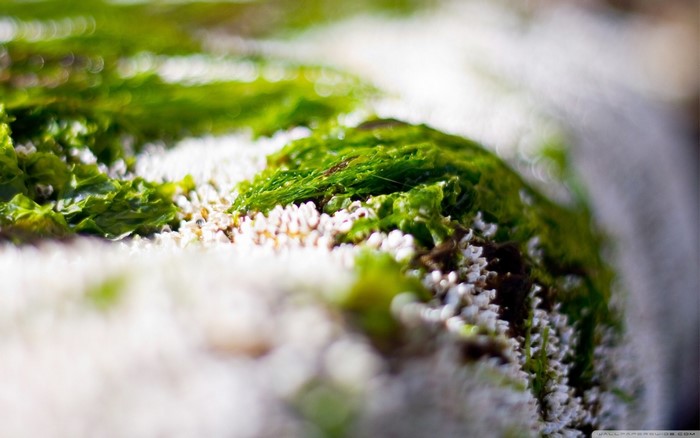 Green algae and barnacles on a rock