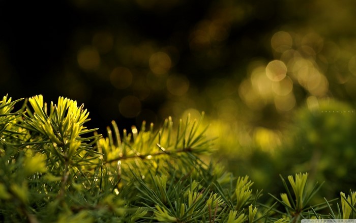 Close-up of pine needles with bokeh background