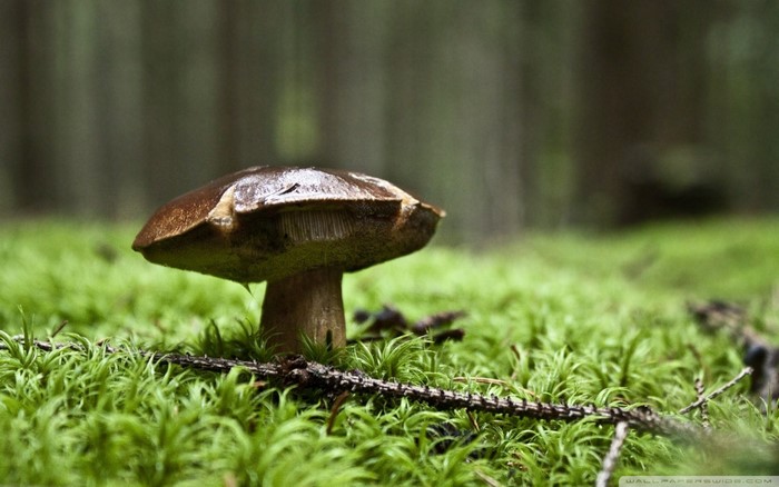 Mushroom on moss in a forest