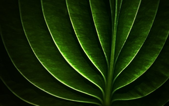 Close-up of green leaf veins