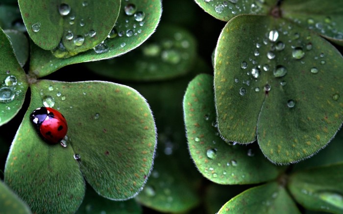 Ladybug on Dewy Clover Leaves Macro Close-up