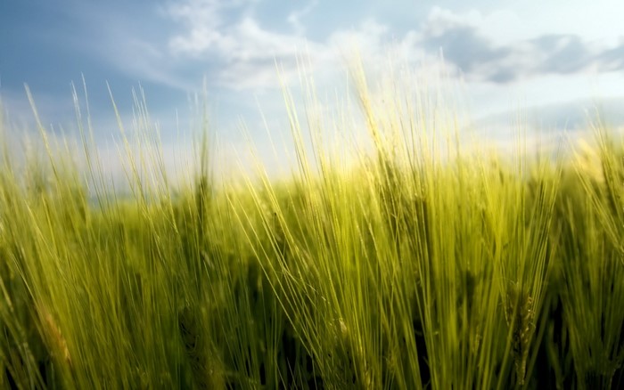 Close-up of green wheat field under a cloudy sky