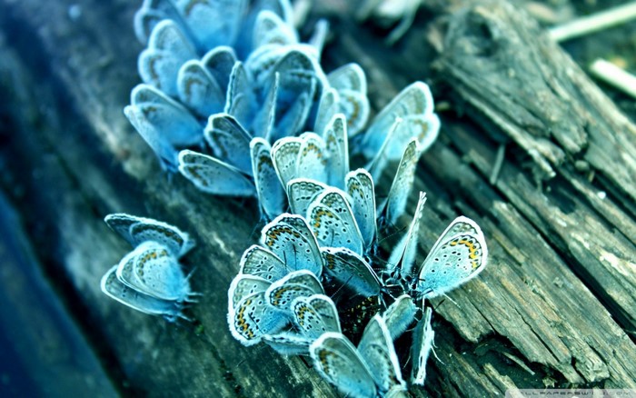 Close up of blue butterflies on wood