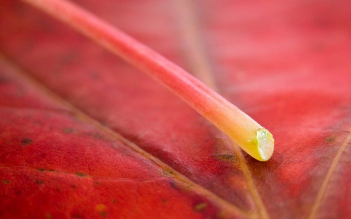 Macro photography of a red leaf with stem