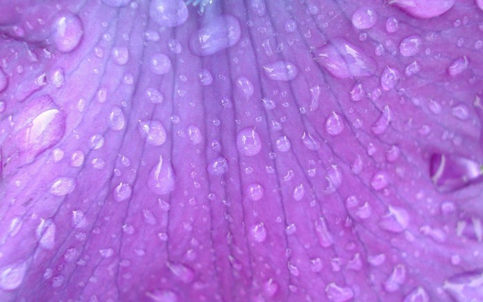 Macro view of purple flower petals with water droplets
