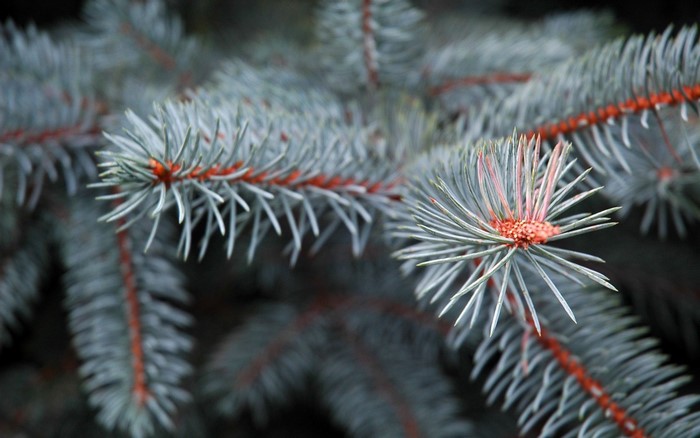 Close-up of a blue spruce branch with needles