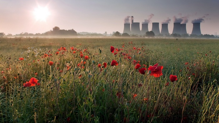 Field of poppies with cooling towers in the background