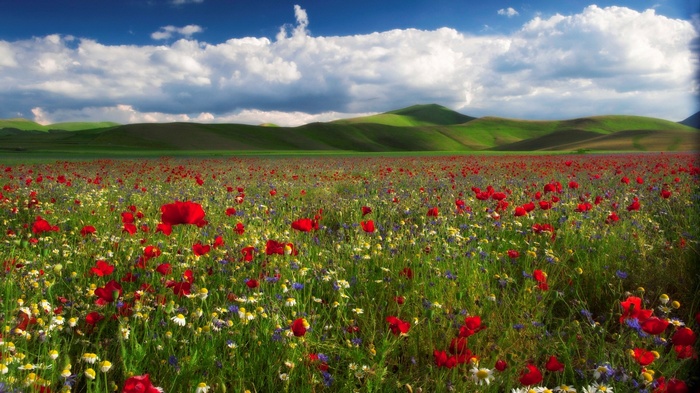 Field of red poppies and wildflowers under a cloudy sky