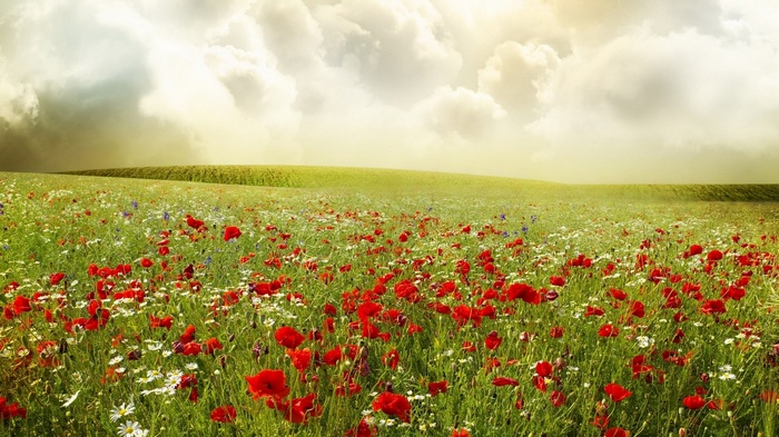 Field of red poppies and white daisies under a cloudy sky