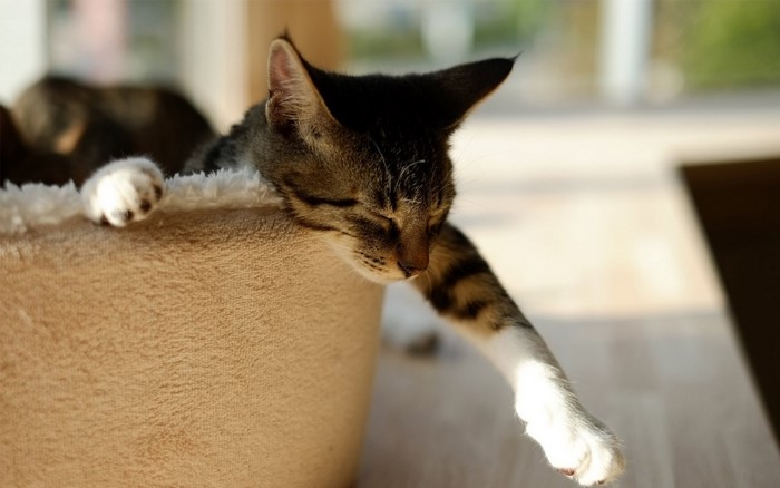 A tabby kitten sleeping in a cat bed