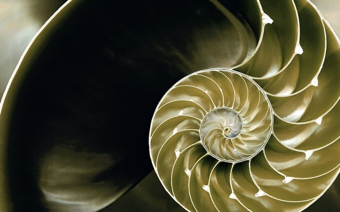 Close-up of a Nautilus shell spiral