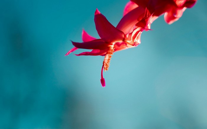 Vibrant Red Flower Against Soft Blue Background