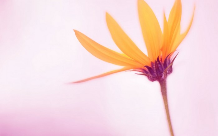 Yellow flower with purple center on pink background