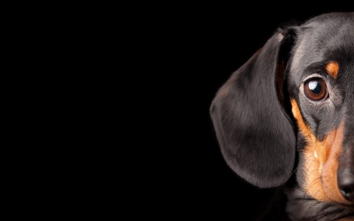 Close-up of a black and tan Dachshund dog's face