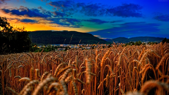 Wheat field at sunset with hills and town